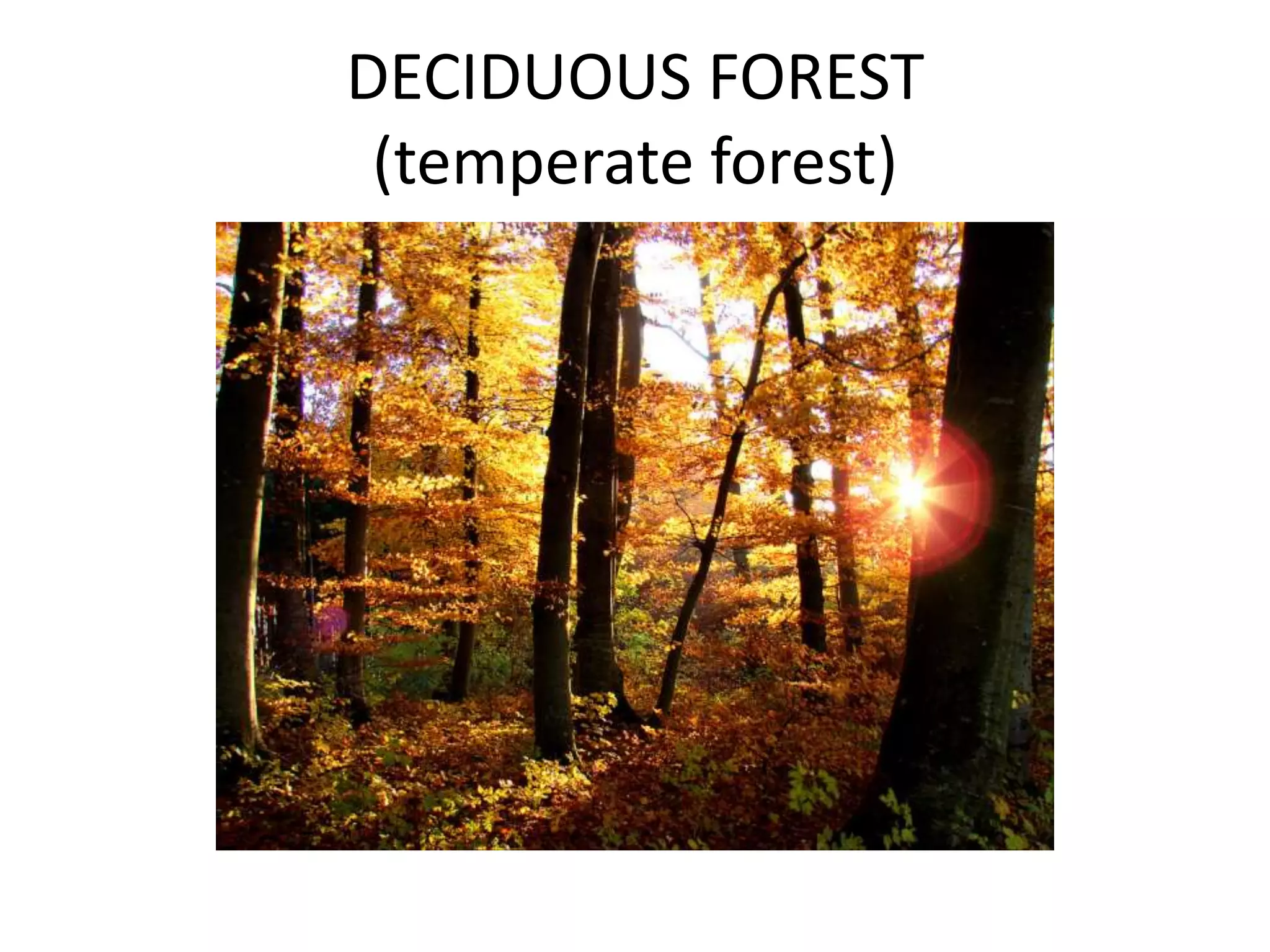 DECIDUOUS FOREST
 (temperate forest)
 