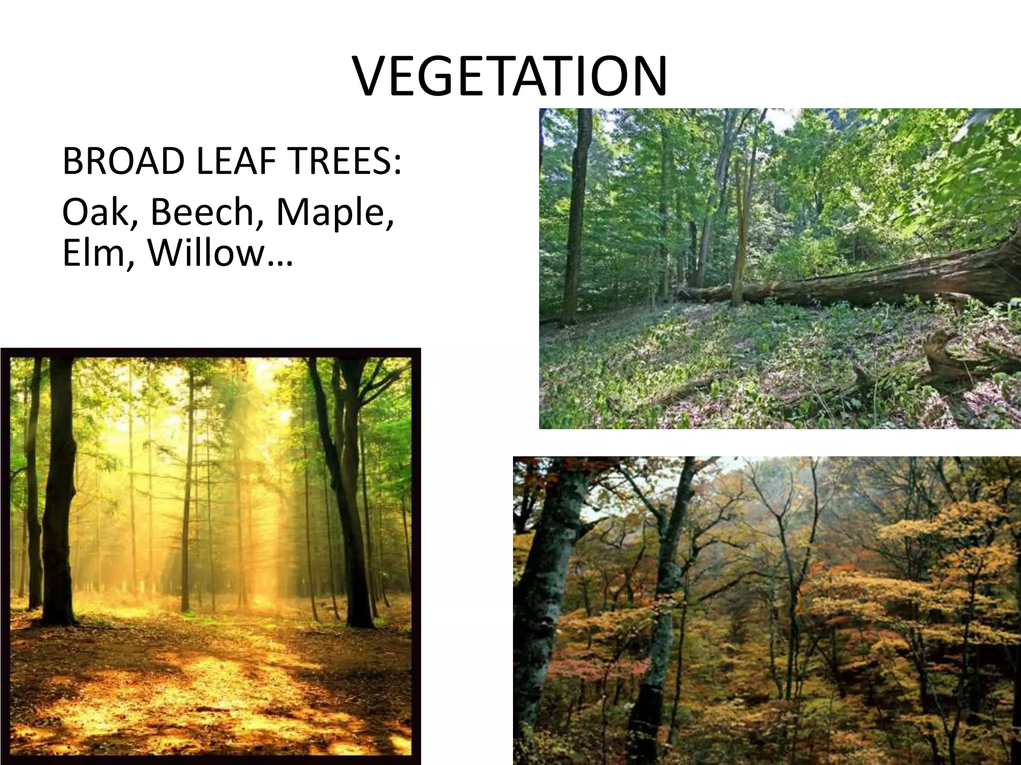 VEGETATION
BROAD LEAF TREES:
Oak, Beech, Maple,
Elm, Willow…
 