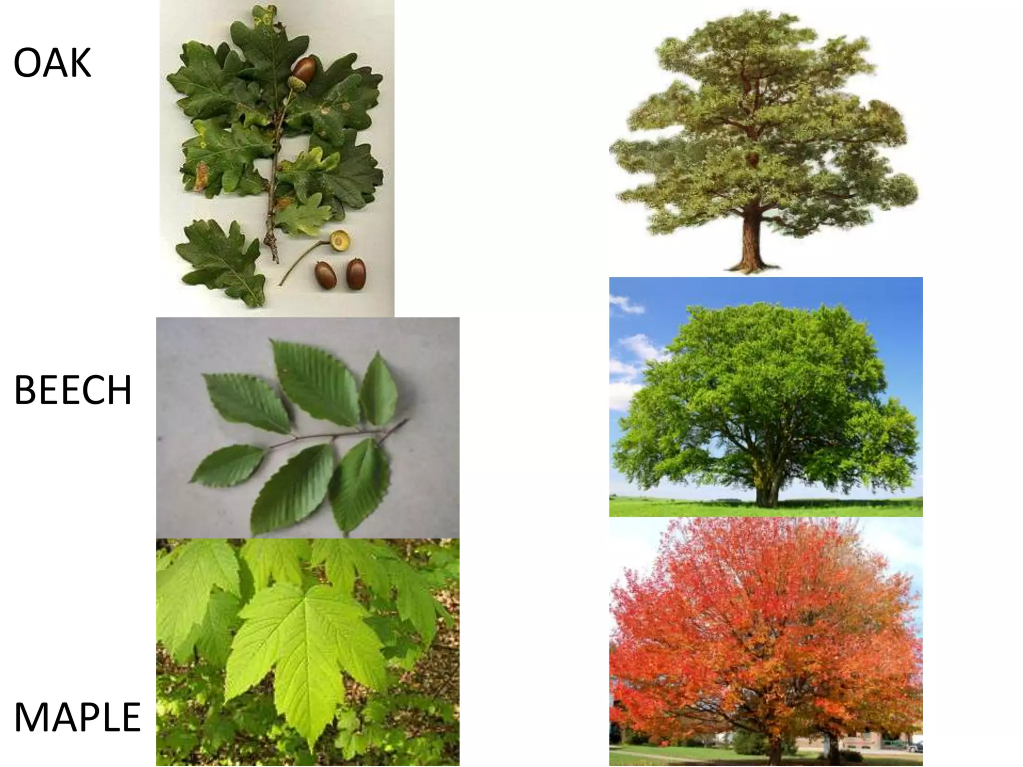 OAK




BEECH




MAPLE
 