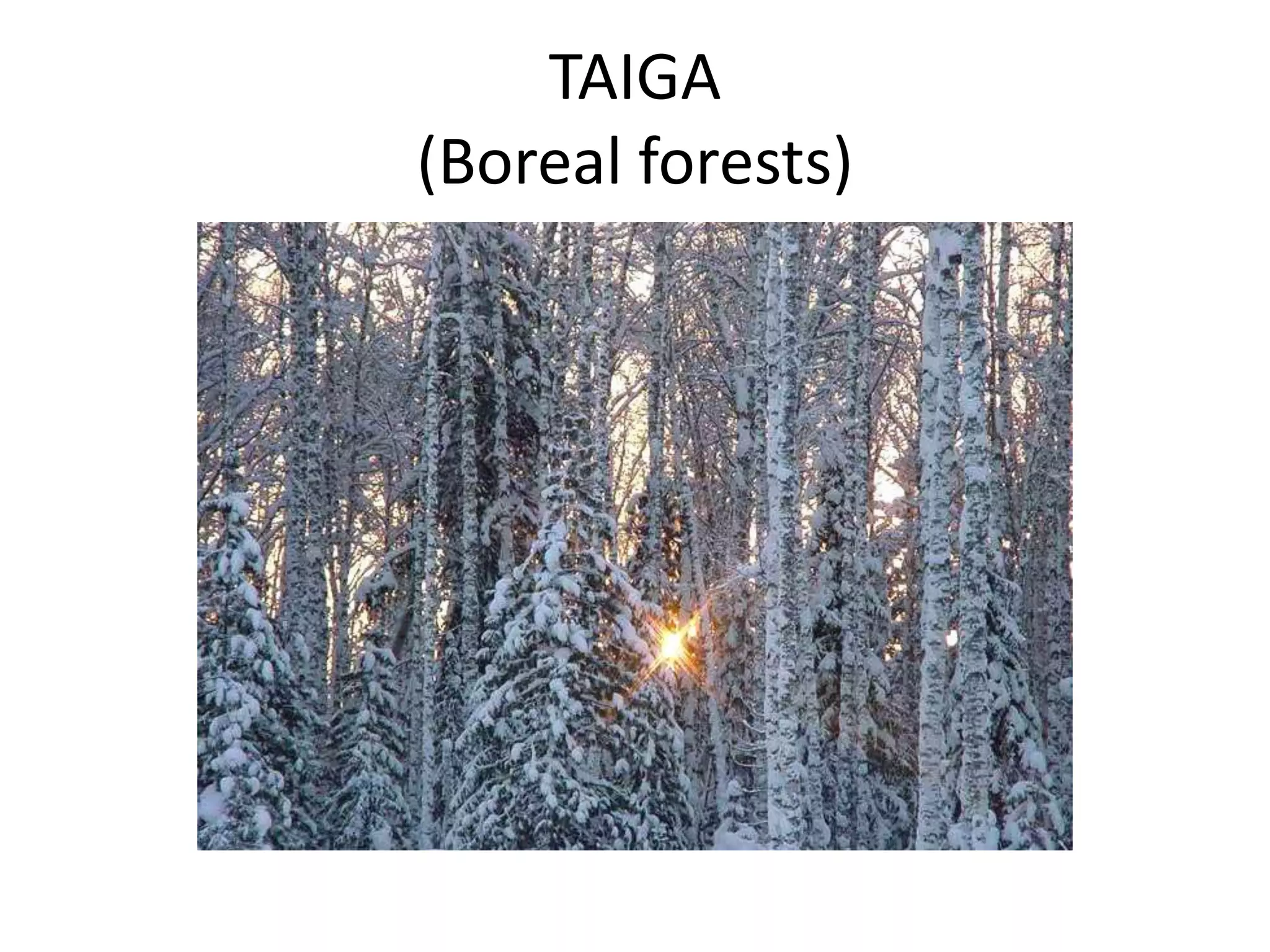 TAIGA
(Boreal forests)
 