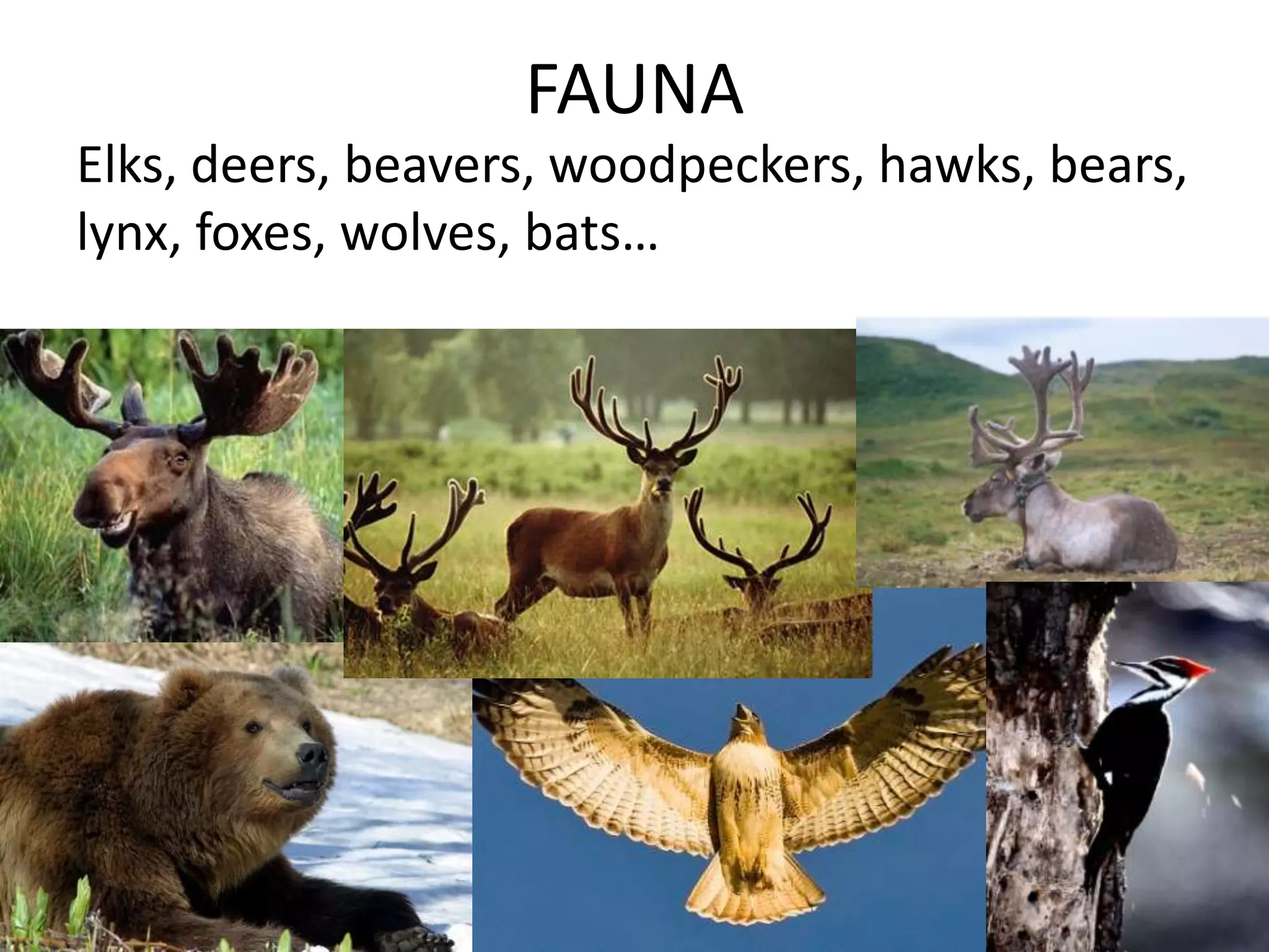 FAUNA
Elks, deers, beavers, woodpeckers, hawks, bears,
lynx, foxes, wolves, bats…
 