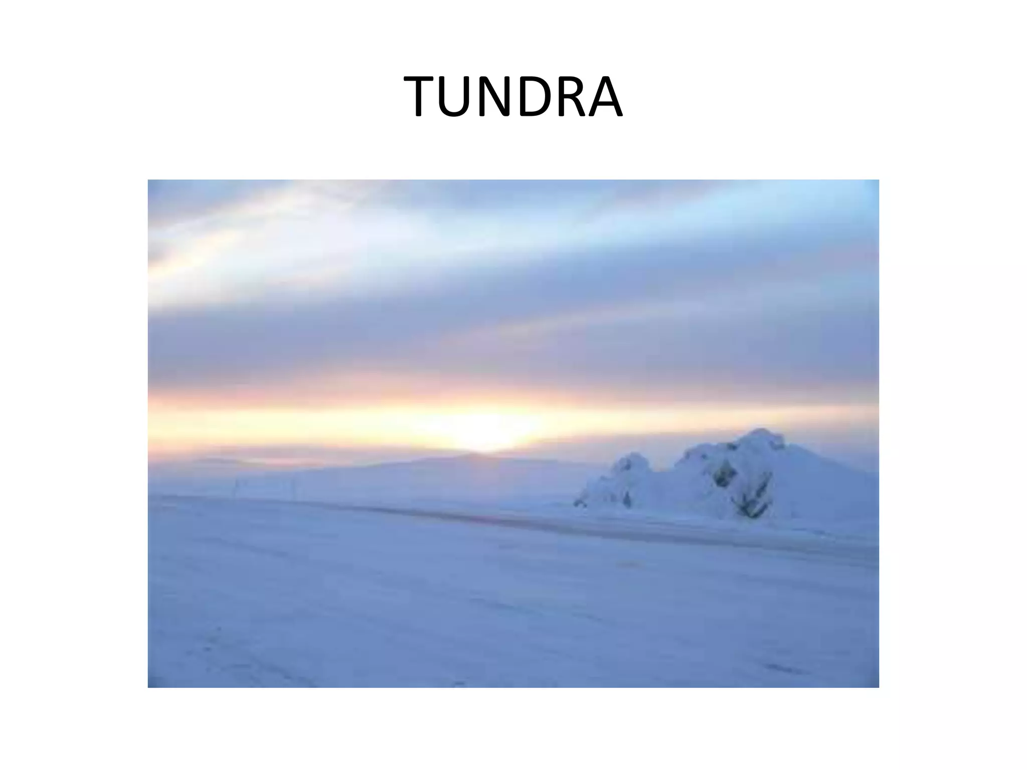 TUNDRA
 