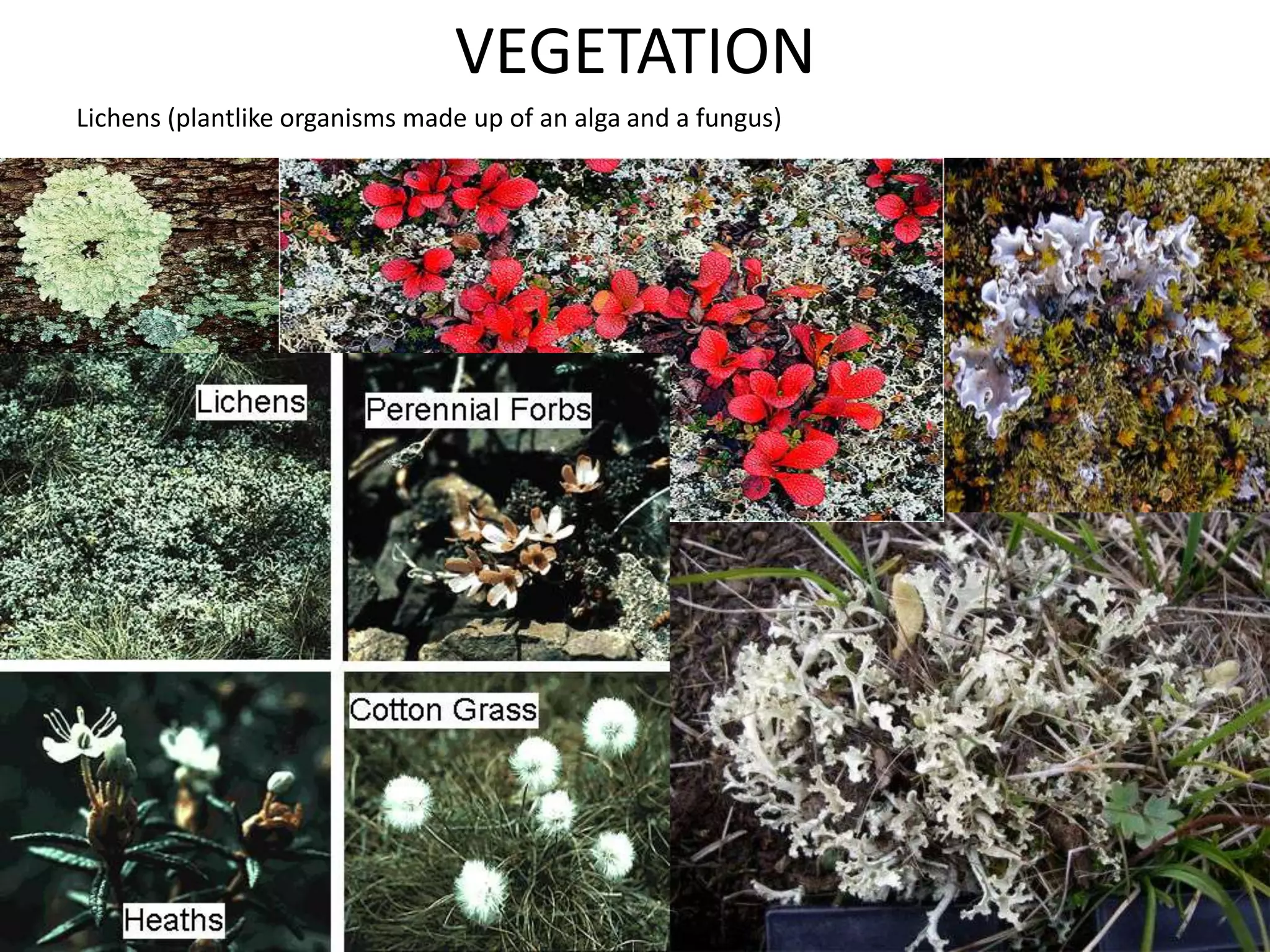 VEGETATION
Lichens (plantlike organisms made up of an alga and a fungus)
 