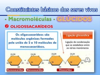 Constituintes básicos dos seres vivos

 OLIGOSSACARÍDEOS
      Os oligossacarídeos são
   moléculas orgânicas formadas
 pela união de 2 a 10 moléculas de     Ligação de condensação
                                       que se estabelece entre
         monossacarídeos.               os vários monómeros




                     by   Ana Kastro
 
