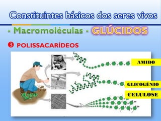 Constituintes básicos dos seres vivos

 POLISSACARÍDEOS

                                  AMIDO



                               GLICOGÉNIO

                               CELULOSE


             by   Ana Kastro
 