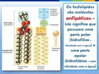 Os fosfolípidos
  são moléculas
 anfipáticas –
isto significa que
   possuem uma
      parte polar
     (hidrofílica –
 afinidade com a água) e
      uma parte
         apolar
(hidrofóbica – sem
afinidade com a água)
 
