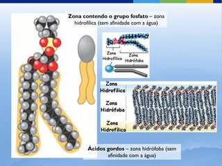 Zona contendo o grupo fosfato – zona
  hidrofílica (tem afinidade com a água)




        Ácidos gordos – zona hidrófoba (sem
               afinidade com a água)
 