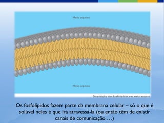Os fosfolípidos fazem parte da membrana celular – só o que é
 solúvel neles é que irá atravessá-la (ou então têm de existir
                  canais de comunicação …)
 