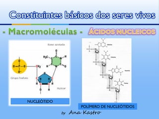 Constituintes básicos dos seres vivos




    NUCLEÓTIDO
                         POLÍMERO DE NUCLEÓTIDOS
                 by   Ana Kastro
 