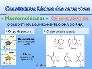 Constituintes básicos dos seres vivos

 O QUE DISTINGUE, QUIMICAMENTE, O DNA DO RNA?

▪ O tipo de pentose                  ▪ O tipo de base azotada
  DNA
         Desoxirribose
         (menos um O ligado
              ao C’2)



  RNA
             Ribose
          (apresenta um O
            ligado ao C’2)


                              by   Ana Kastro
 