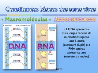 Constituintes básicos dos seres vivos


                                 O DNA apresenta
                               duas longas cadeias de
                                 nucleótidos ligadas
                                     uma à outra
                                (estrutura dupla) e o
                                    RNA apenas
                                   apresenta uma
                                 (estrutura simples)


             by   Ana Kastro
 