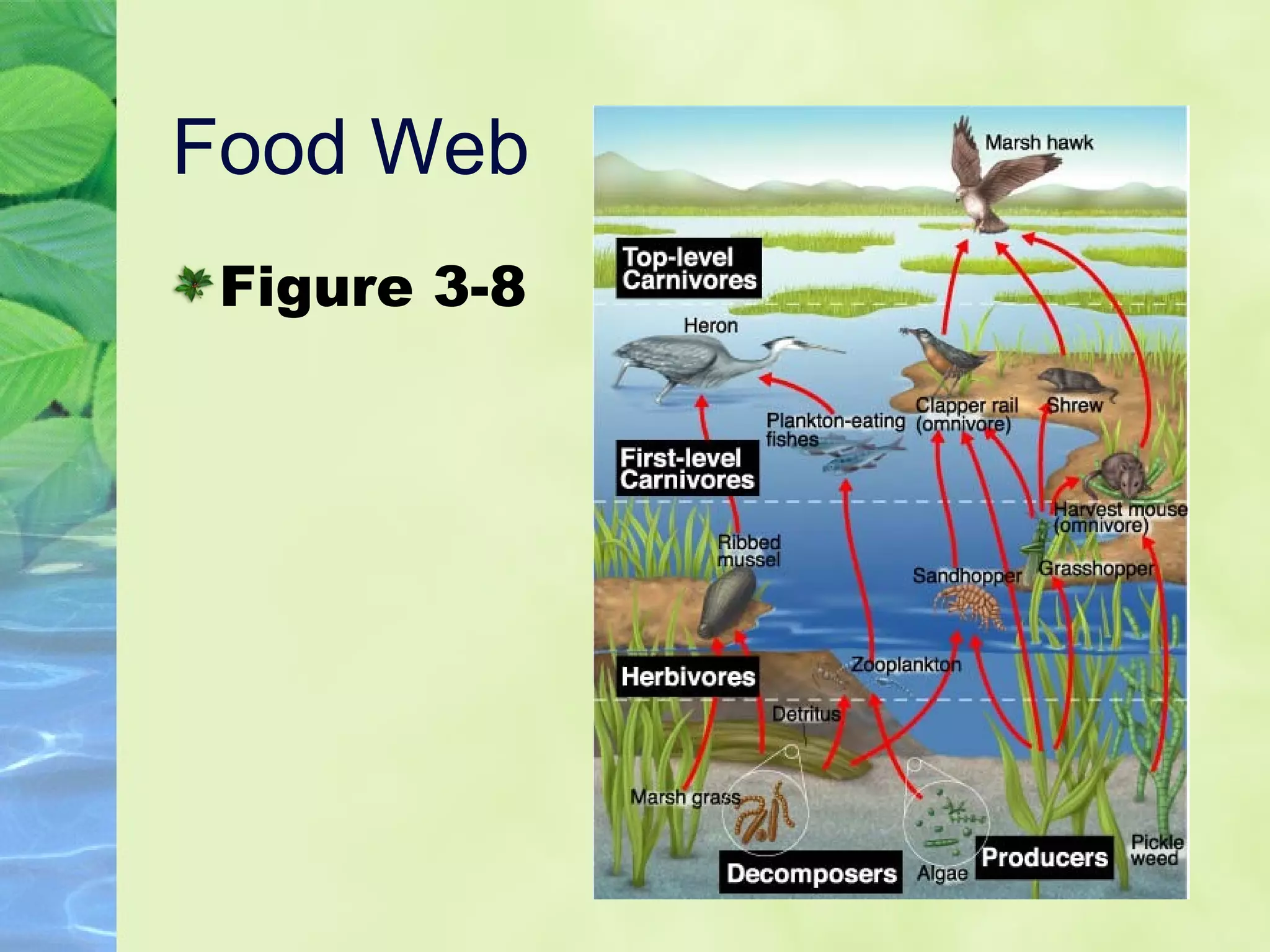 Food Web Figure 3-8 