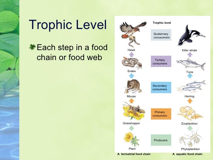 trophic diagram level 3 biosphere trophic diagram level 3 biosphere