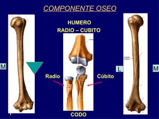 COMPONENTE OSEO <ul><li>HUMERO </li></ul><ul><li>RADIO – CUBITO </li></ul><ul><li>Radio  Cúbito </li></ul><ul><li>CODO  </...