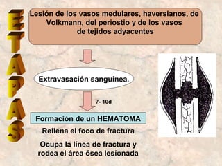 Area Rellena 3. callo oseos i | PPT