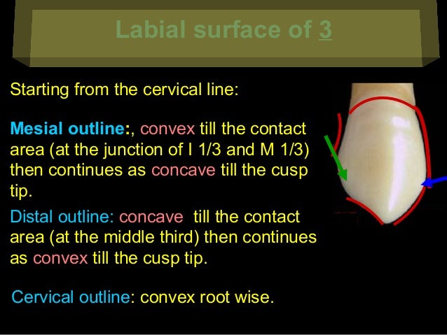 03. Canines - Dentition