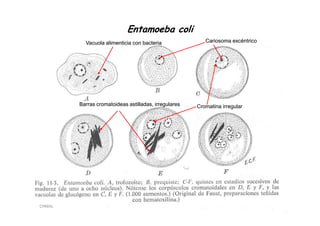 Entamoeba coli
          Vacuola alimenticia con bacteria               Cariosoma excéntrico




        Barras cromatoideas astilladas, irregulares   Cromatina irregular




CHMAL
 