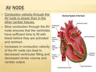 3 - CARDIAC AP.ppt