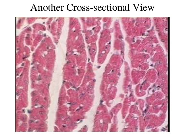 3. cardiac muscle tissue