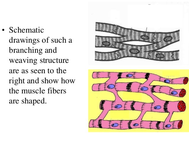 Cardiac Muscle Tissue Labeled Drawing - Draw-puke