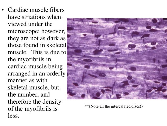 3. cardiac muscle tissue