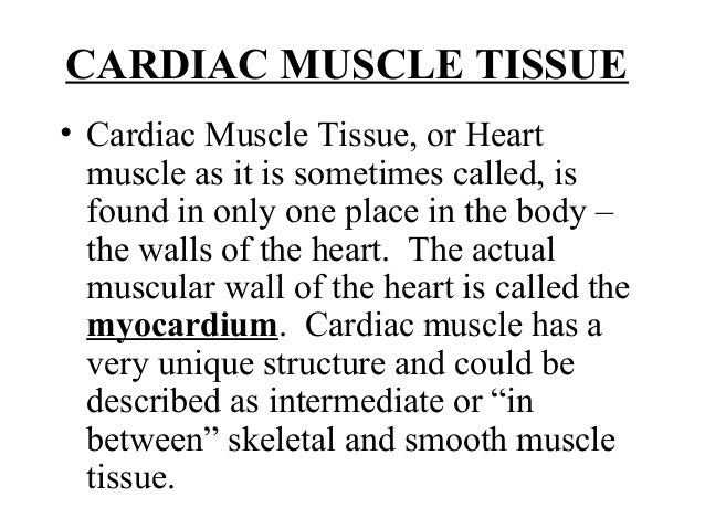 wallpapers Cardiac Mussle Tissue 3 cardiac muscle tissue