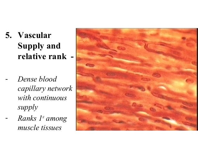 3. cardiac muscle tissue