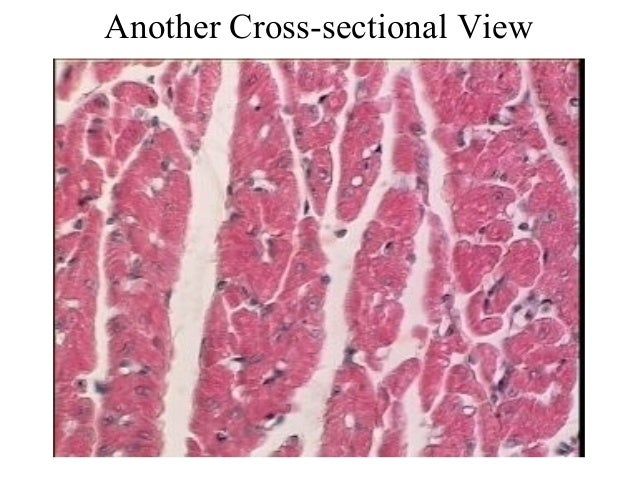 3. cardiac muscle tissue