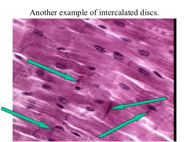 3. cardiac muscle tissue