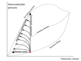 Ventricular volume
Intraventricular
pressure
Isotonic contr.
Isovolumic
contraction
 