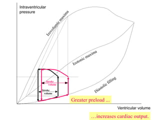 Intraventricular
pressure
Ventricular volume
Stroke
volume
Stroke
volume
Greater preload ...
…increases cardiac output.
 