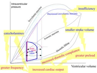 greater frequency
greater preload
increased cardiac output
Intraventricular
pressure
Ventricular volume
insufficiency
smaller stroke volume
Stroke
volume
Stroke
volume
Stroke
volume
catecholamines
 
