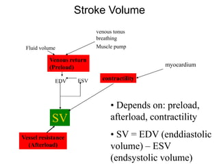 Venous return
(Preload) myocardium
Fluid volume
venous tonus
breathing
Muscle pump
EDV ESV
SV
Vessel resistance
(Afterload)
contractility
Stroke Volume
• Depends on: preload,
afterload, contractility
• SV = EDV (enddiastolic
volume) – ESV
(endsystolic volume)
 