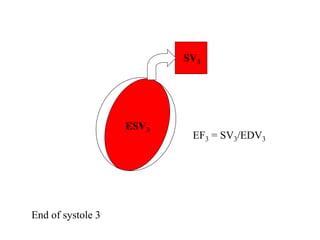 ESV3
SV3
EF3 = SV3/EDV3
End of systole 3
 