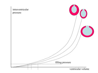 ventricular volume
intraventricular
pressure
filling pressure
 