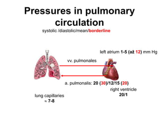 Pressures in pulmonary
circulation
a. pulmonalis: 20 (30)/12/15 (20)
vv. pulmonales
lung capillaries
 7-8
left atrium 1-5 (až 12) mm Hg
right ventricle
20/1
systolic /diastolic/mean/borderline
 