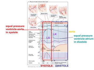 aorta
LK
LS
equal pressure
ventricle-aorta
in systole
equal pressure
ventricle-atrium
in diastole
SYSTOLE DIASTOLE
 