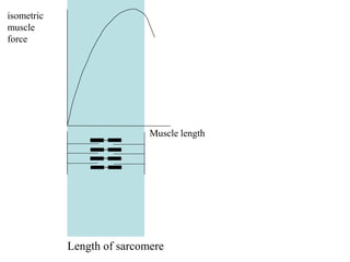 Length of sarcomere
isometric
muscle
force
Muscle length
 