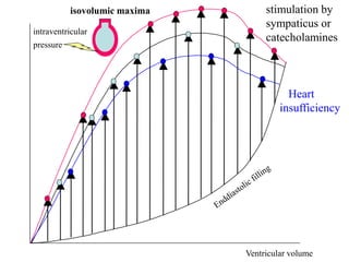 intraventricular
pressure
Ventricular volume
isovolumic maxima stimulation by
sympaticus or
catecholamines
Heart
insufficiency
 