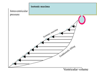 Intraventricular
pressure
Ventricular volume
isotonic maxima
 