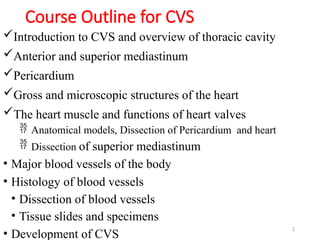 Comprehensive Overview of the Cardiovascular System: Anatomy, Functions ...