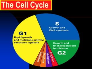 The Cell Cycle
 