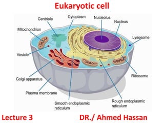 Eukaryotic cell
Lecture 3 DR./ Ahmed Hassan
 