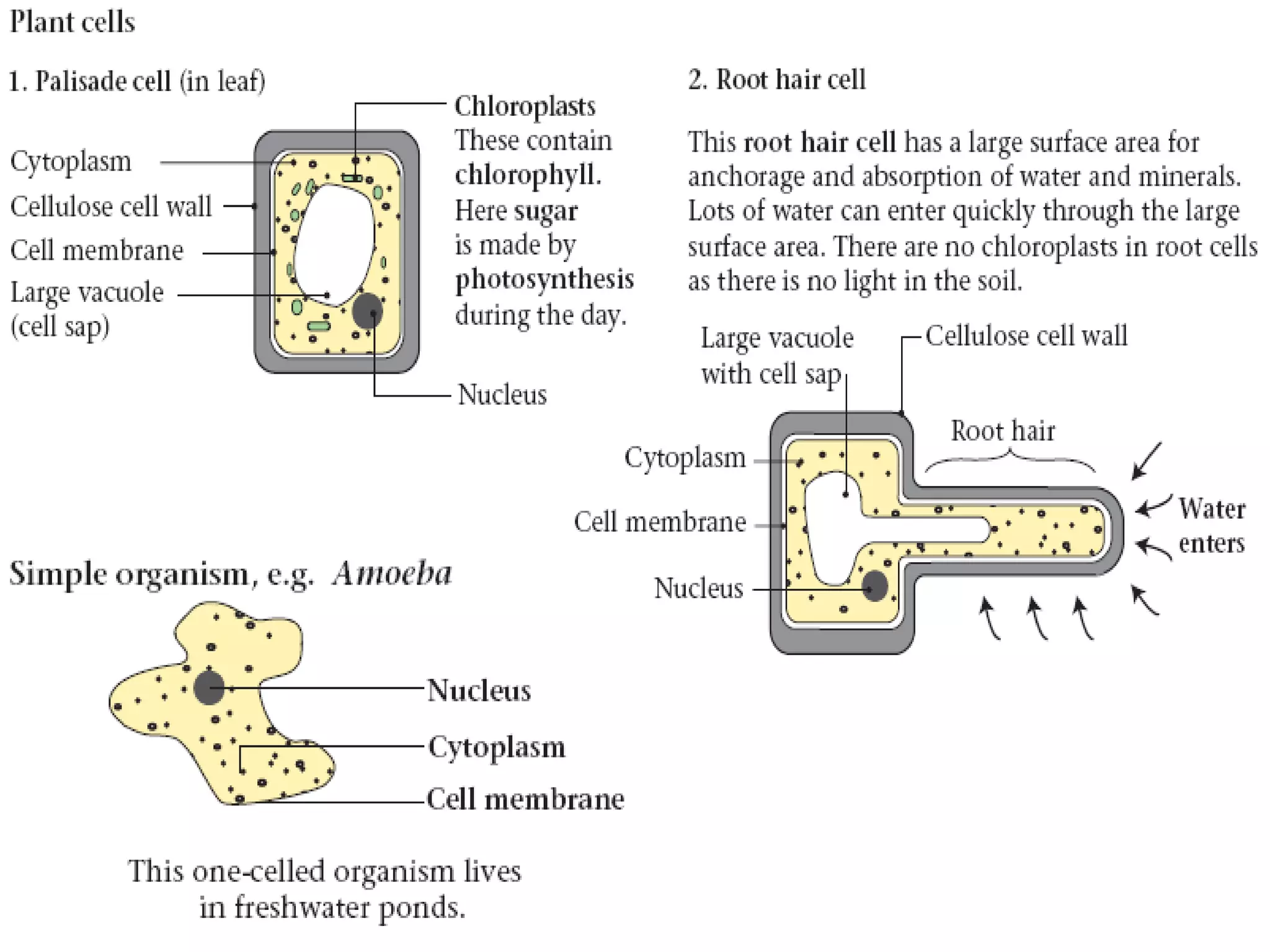 3- Cell Biology, Eukaryotic cells 1.pptx