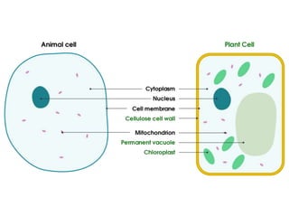 3- Cell Biology, Eukaryotic cells 1.pptx