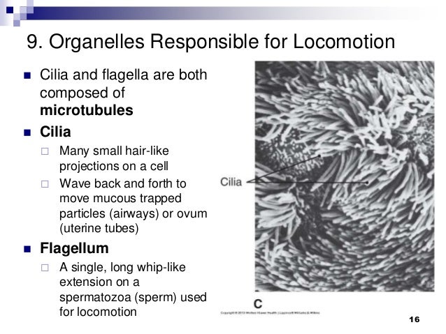 3 Cells