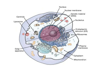 3 cells, tissues, and organs | PPTX