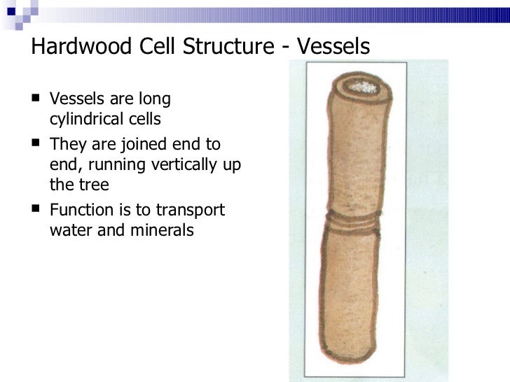 3. cell structure