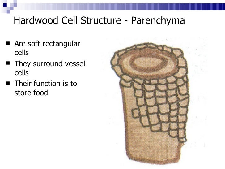 3. cell structure