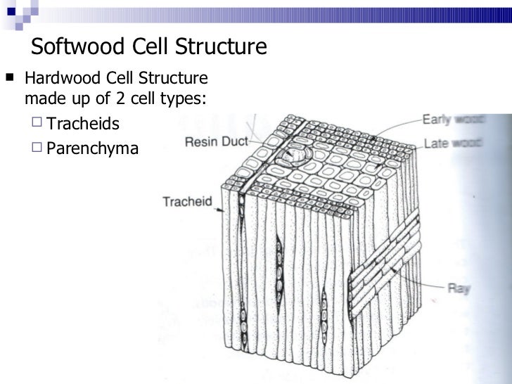 3. cell structure